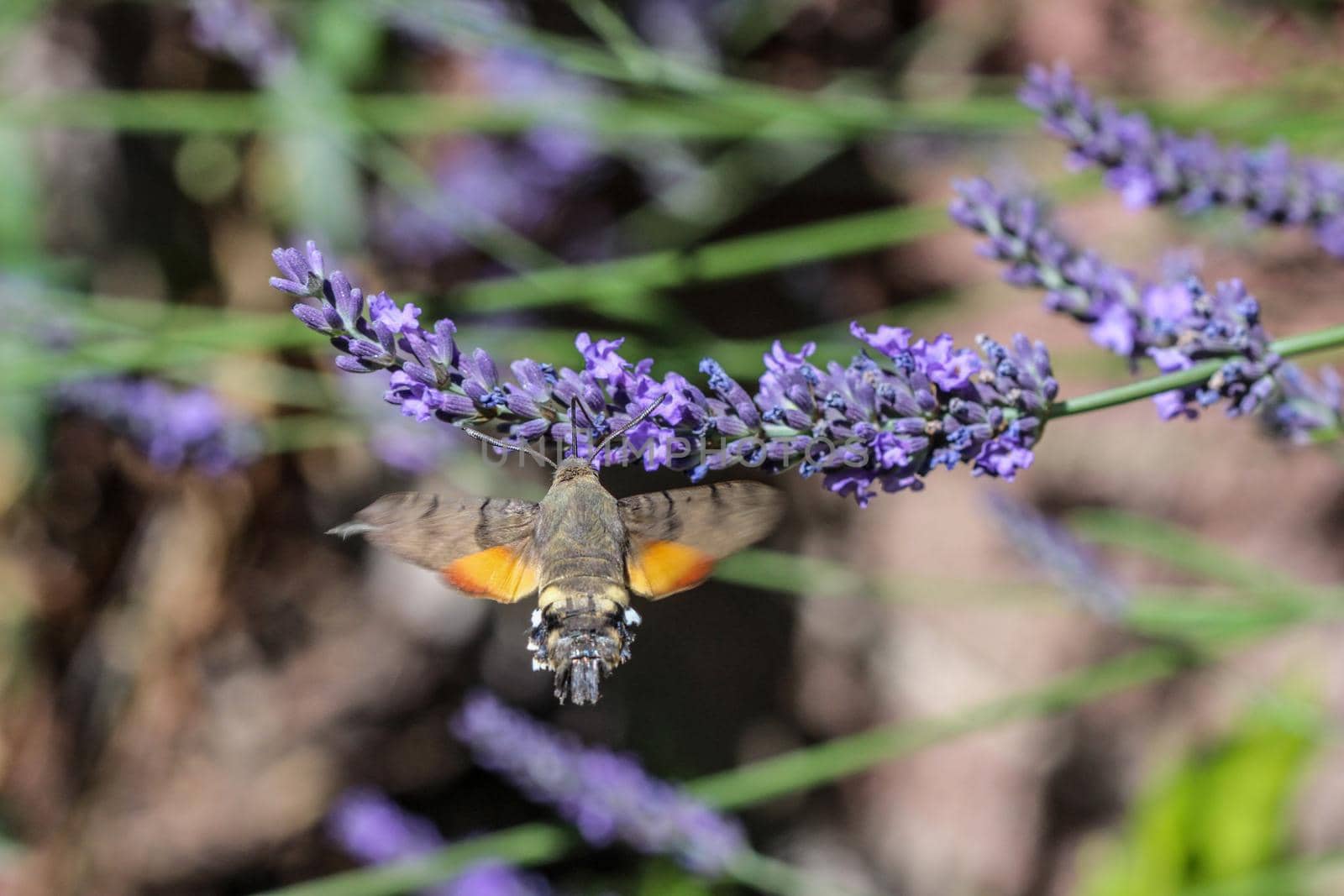 Kolibri hawk moth taking nectar from lavender by reinerc