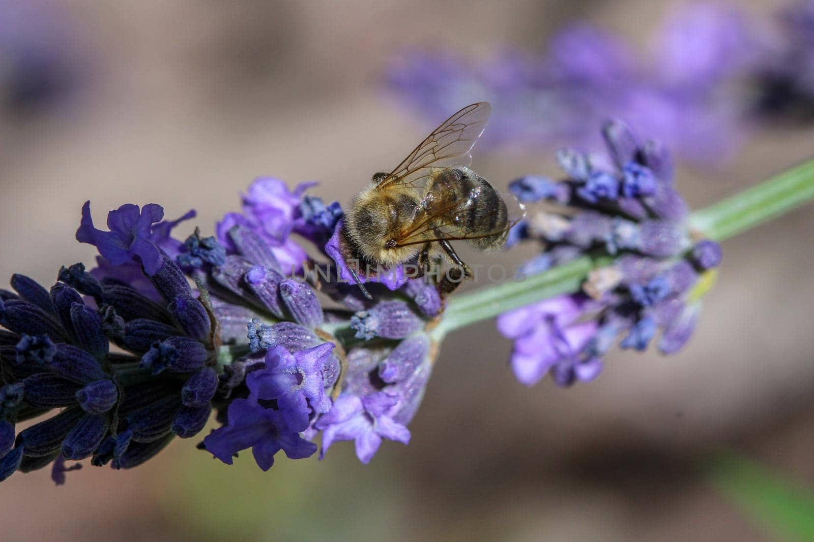 Flying bee near lavender flower by reinerc