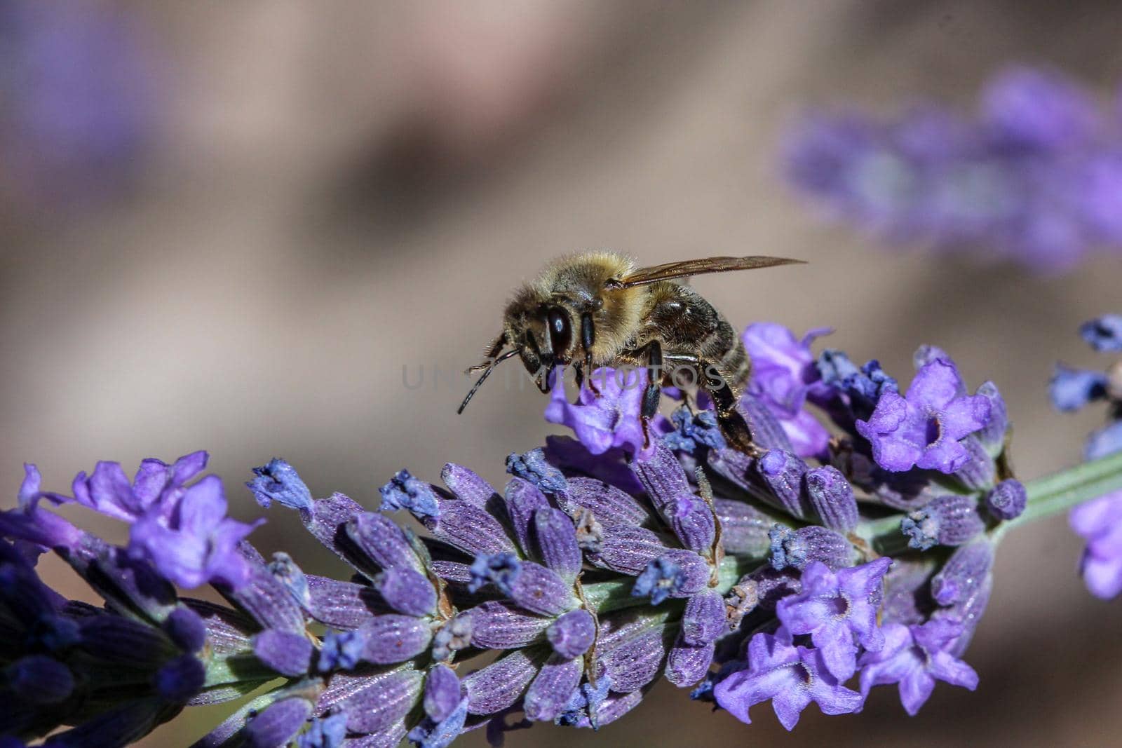Close-up of bee sitting on lavender  by reinerc