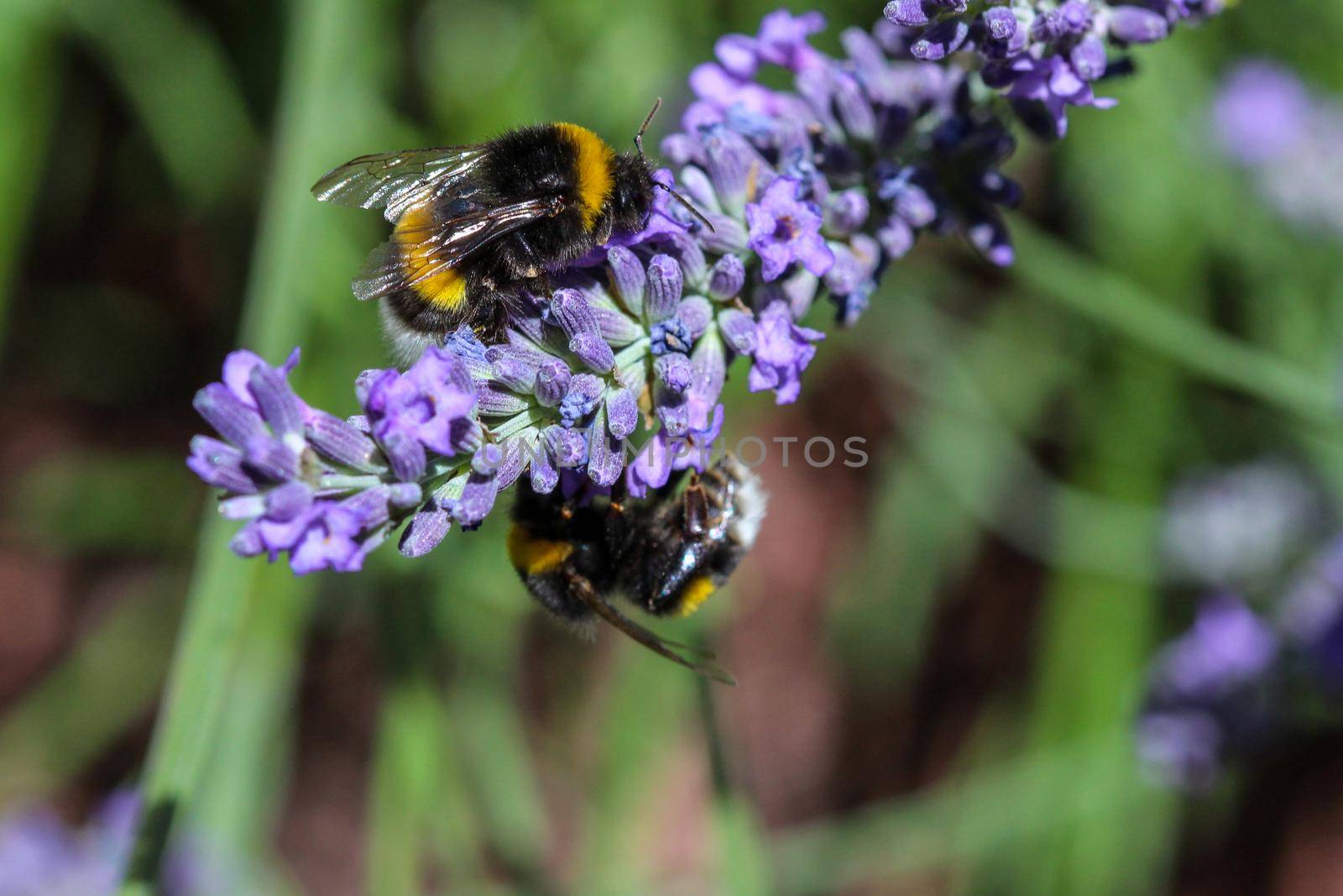 Two humblebees together on a lavender flower by reinerc