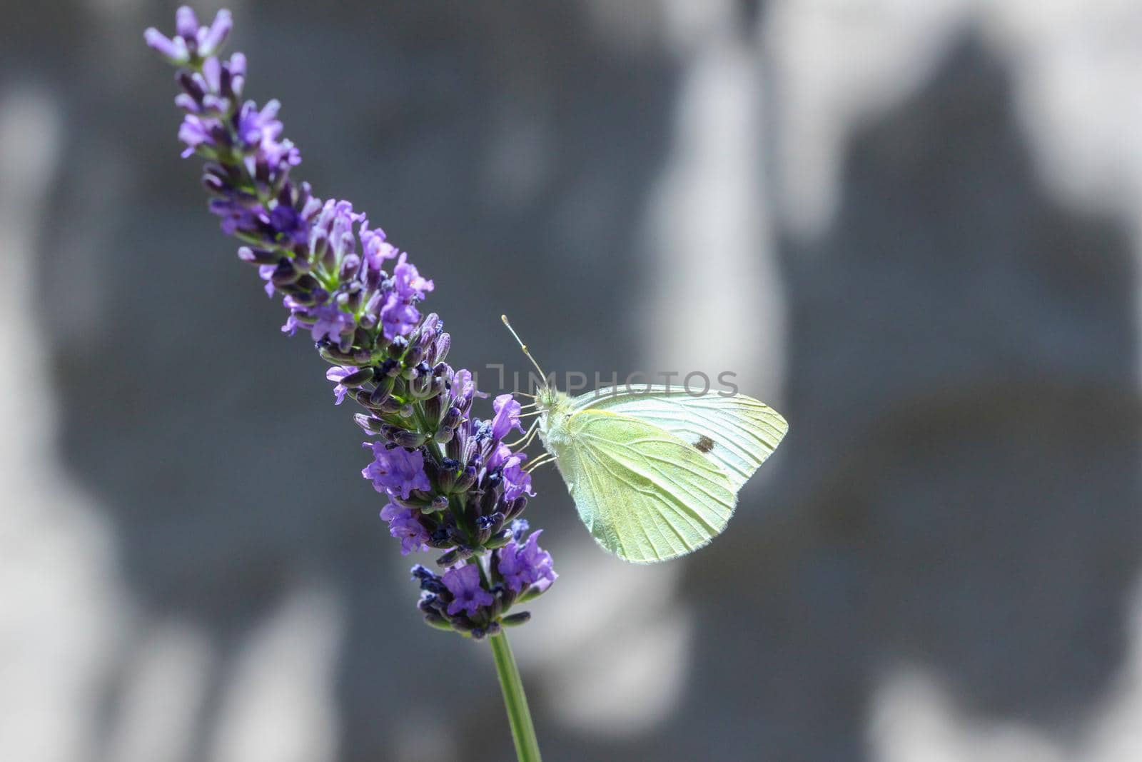 Cabbage white butterfly (Pieris rapae) on a lavender flowered