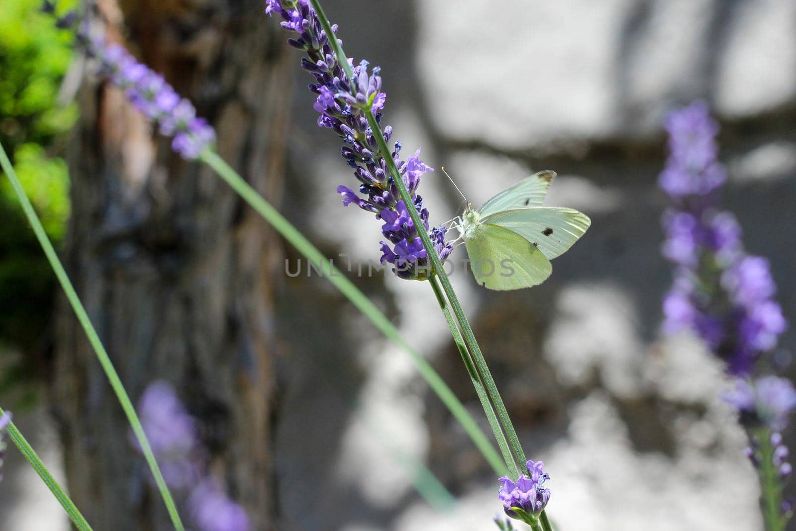 Cabbage white butterfly on a lavender flower by reinerc