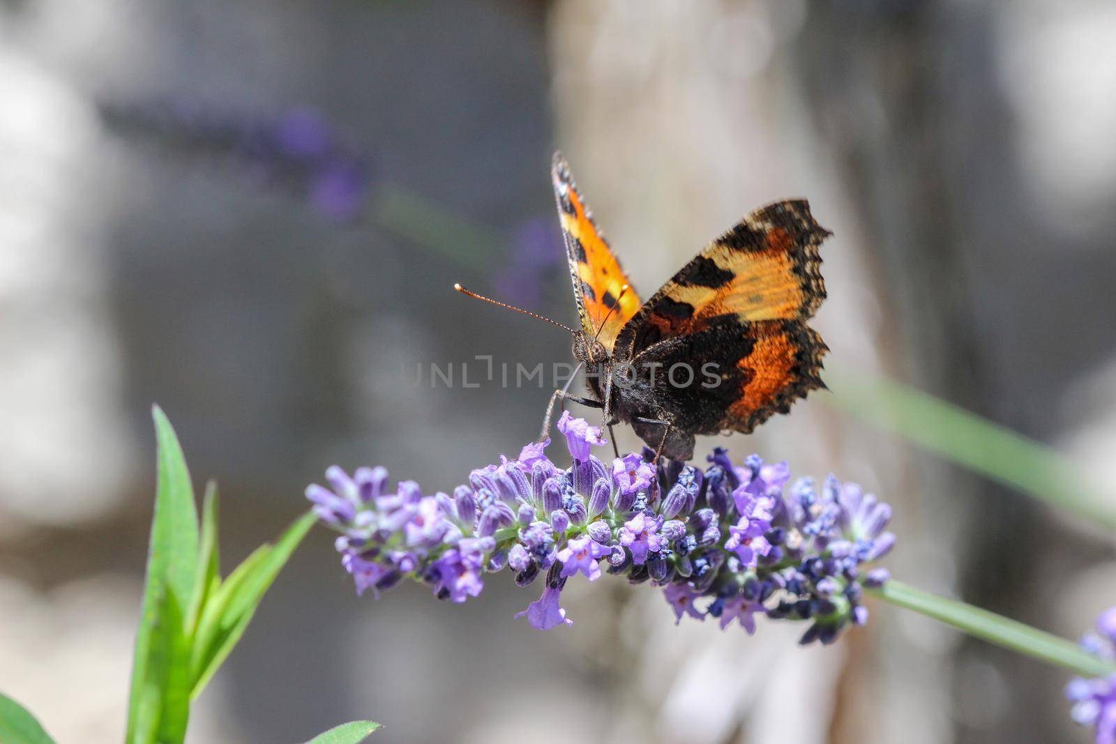 Small tortoiseshell (aglais urticae) butterfly taking nectar from lavender blossom