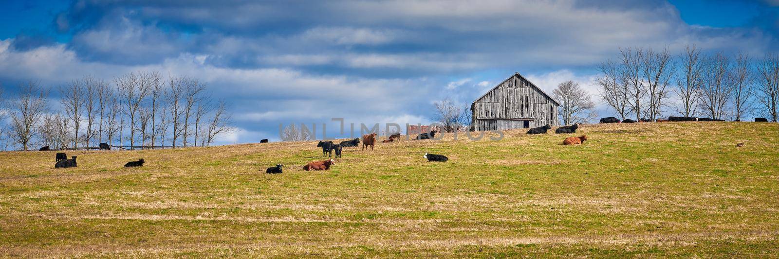 Cows laying in a field by a tobacco barn, Central Kentucky. by patrickstock