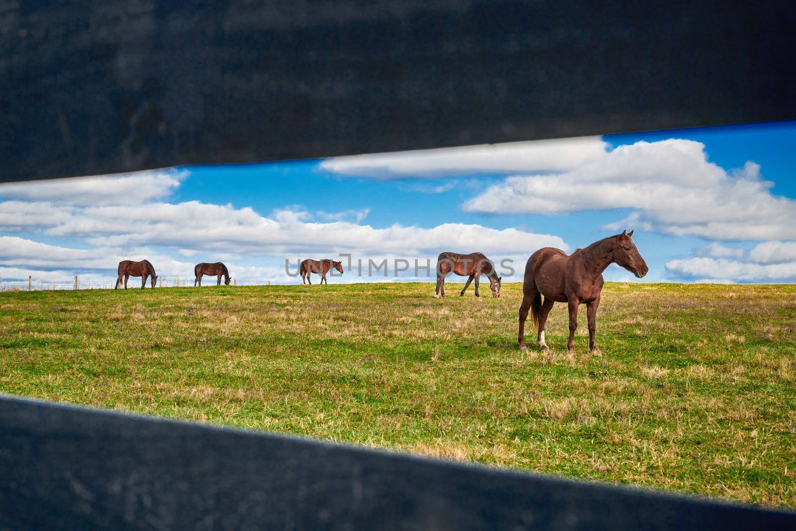 Horses grazing in a field seen through rail fence.