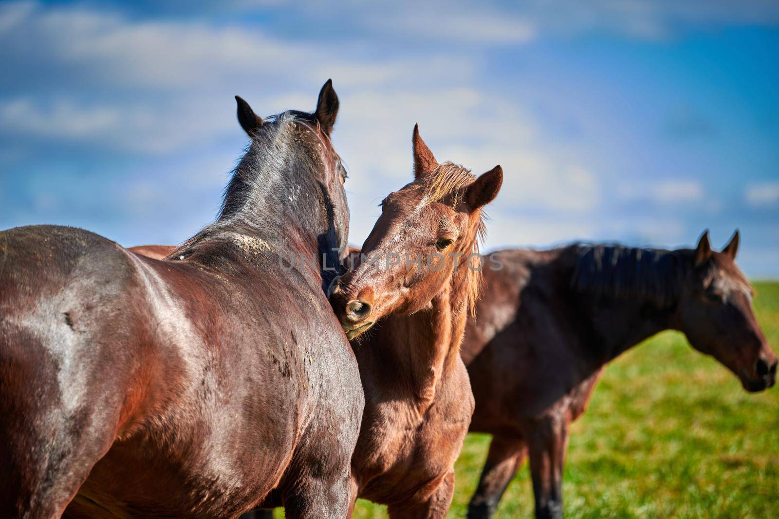 Horses nibbling on each other with blurry background.
