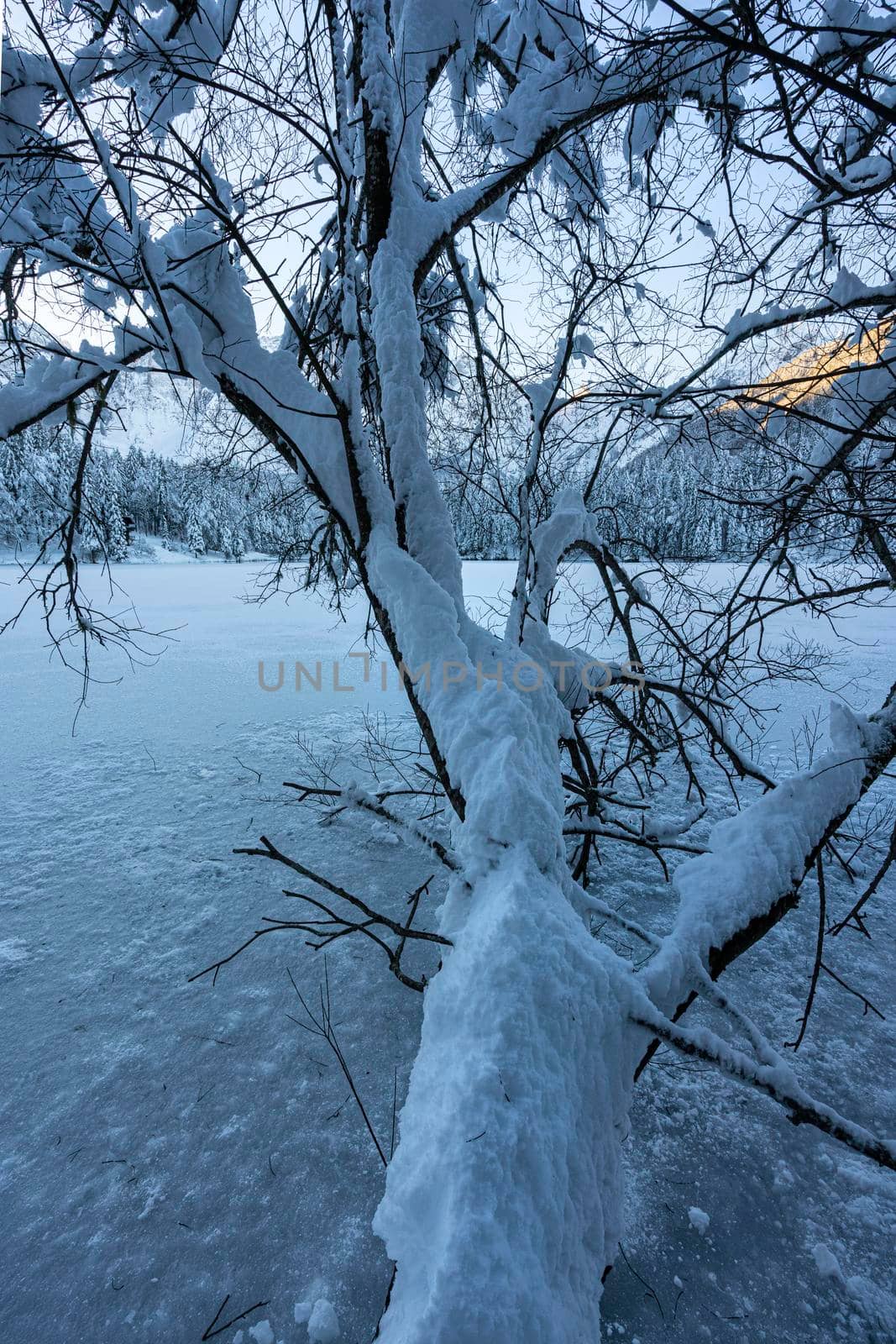 a snowy trunk by sergiodv