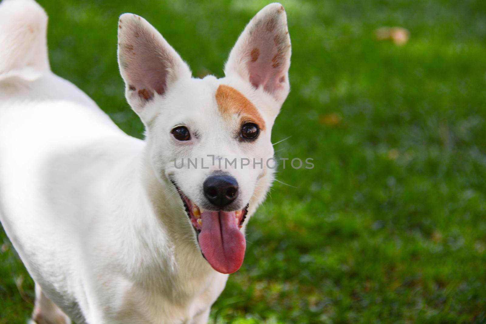 jack Russell  dog free spirit