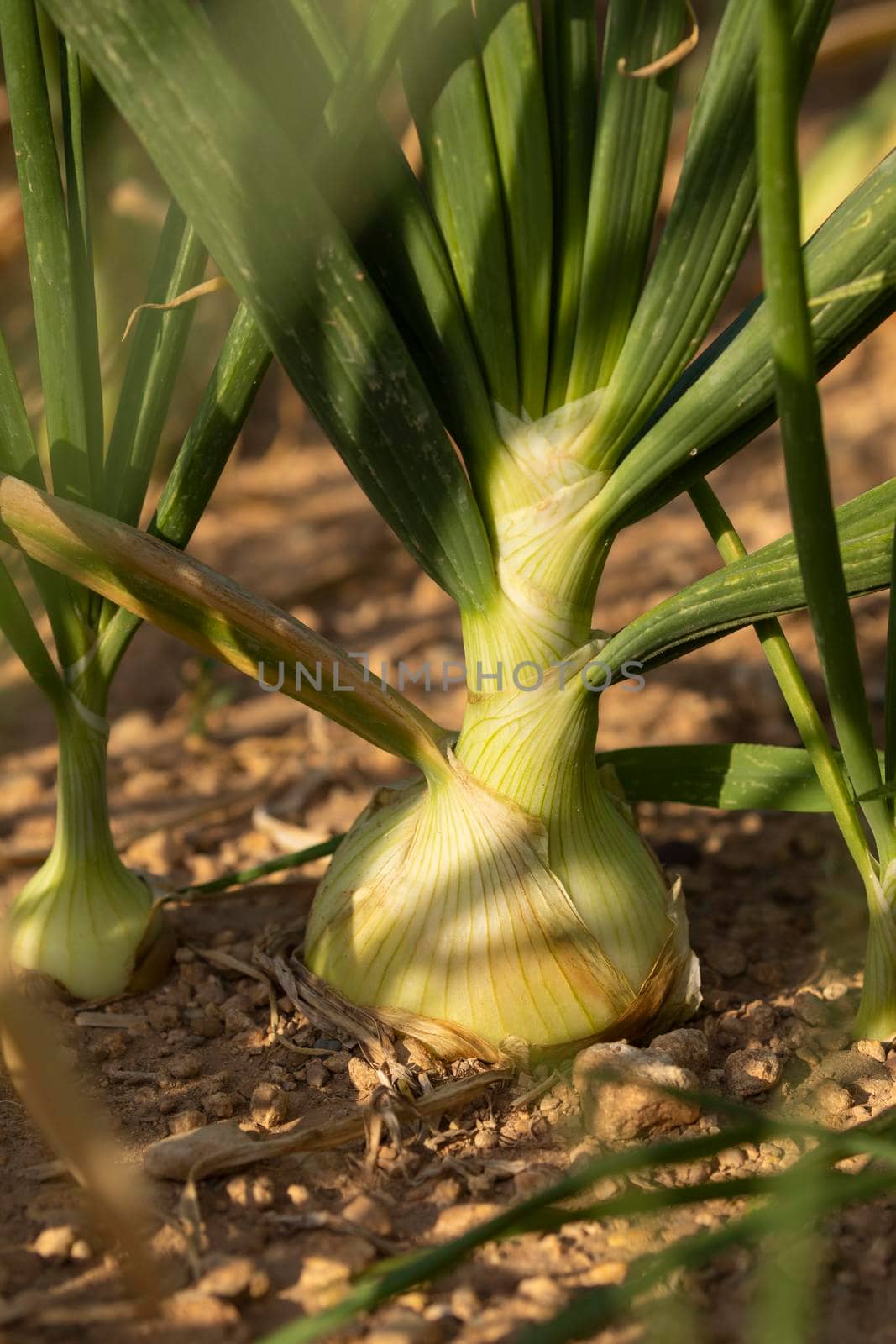 Growing onions in a farm field, a seasonal food, in the agricultural areas surrounding Gallur, a town in Aragon, Spain. Primary sector, agriculture.