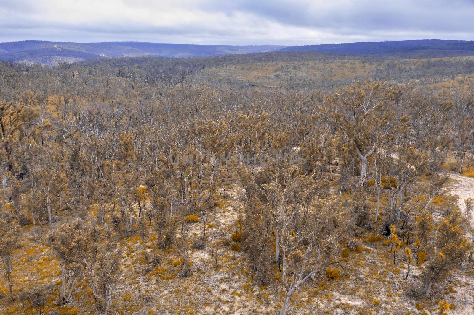 Aerial photograph of forest regeneration after bushfires near Clarence in the Central Tablelands in regional New South Wales in Australia