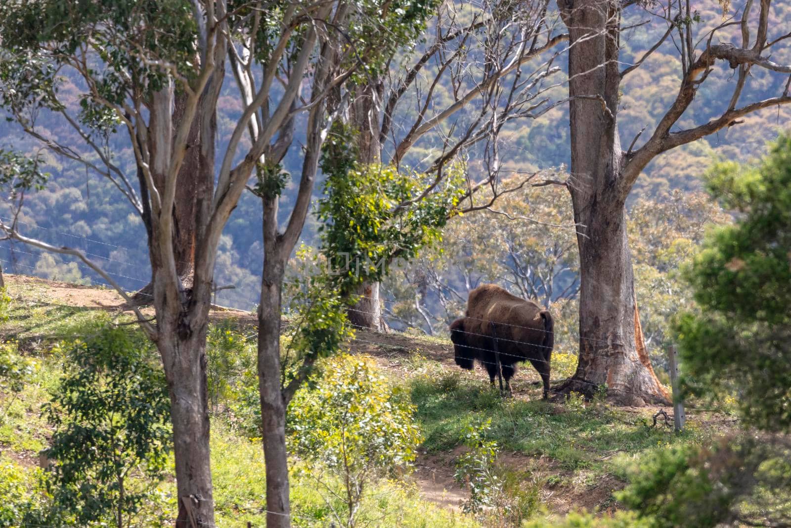 An American Bison standing under a large tree in a green pasture in regional Australia