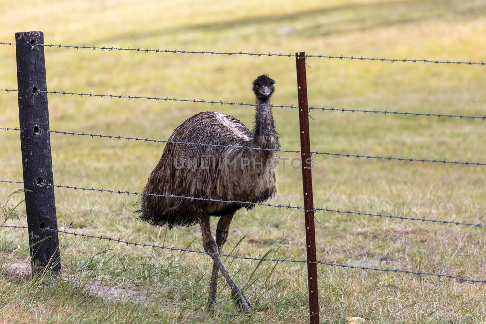 An Australian Emu walking along a barbed wire fence in the outback in regional Australia