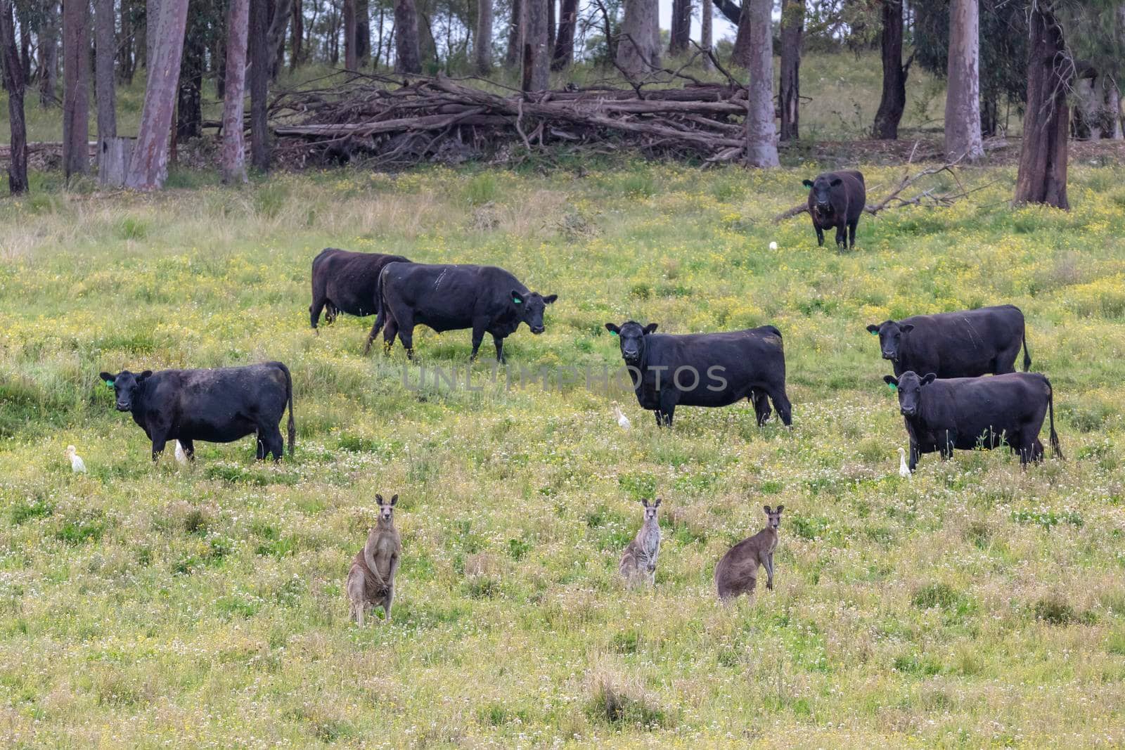 Birds Cows and Kangaroos in an agricultural field in regional New South Wales in Australia