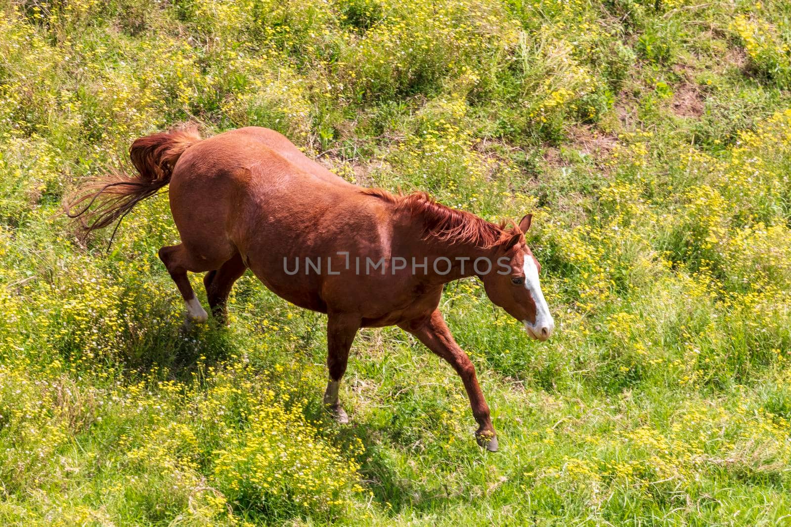 Brown horses grazing in a green pasture in the mountains in regional Australia