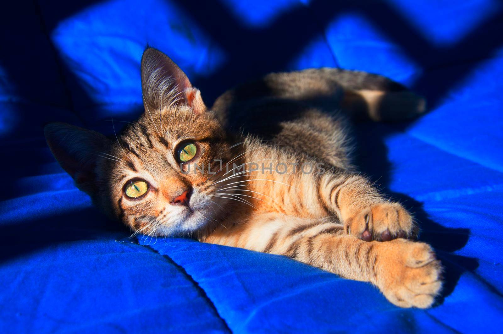 Brown cat on the blue blanket, sunny day, summer