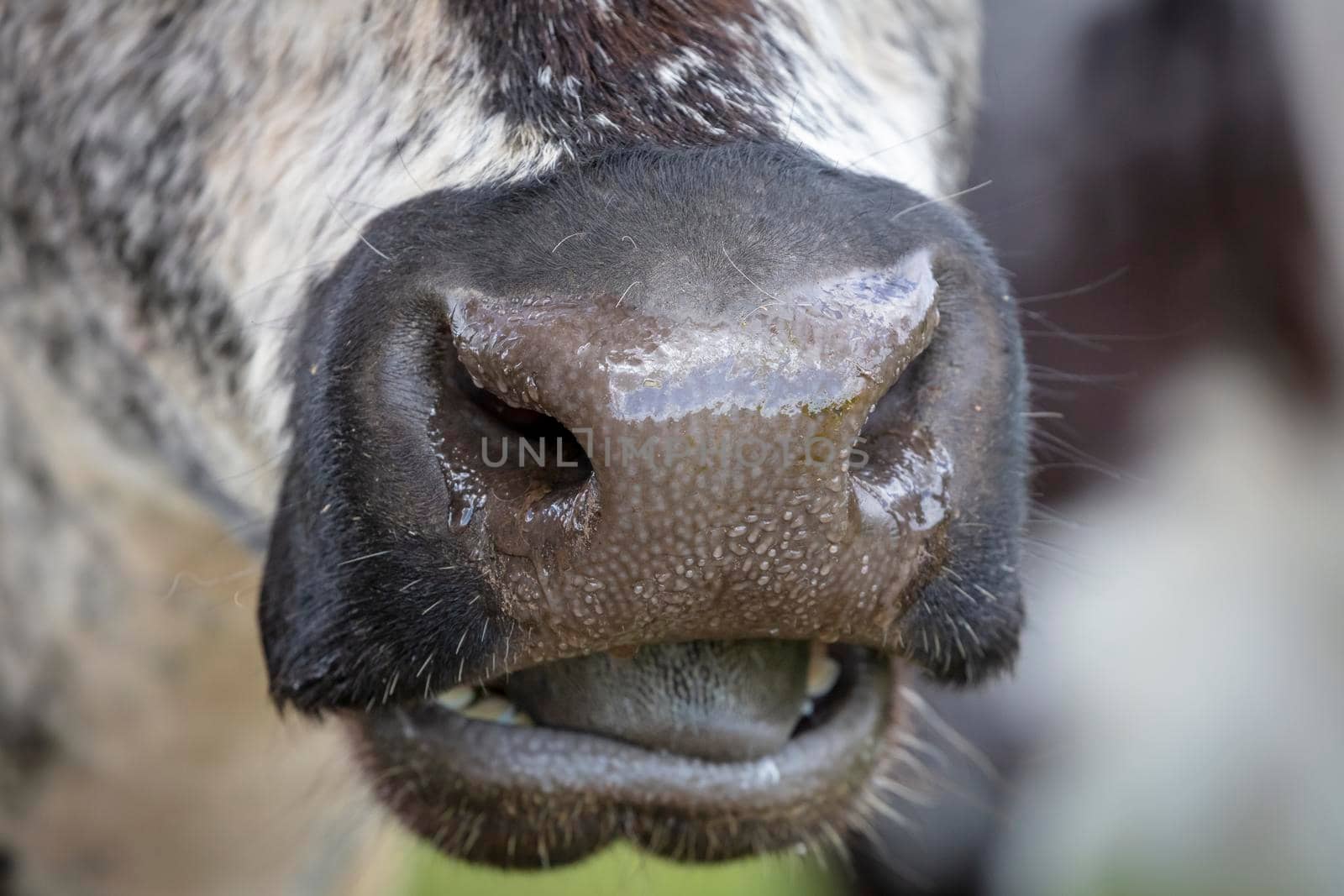 Close up of the nose and mouth of a black and white cow in regional Australia by WittkePhotos