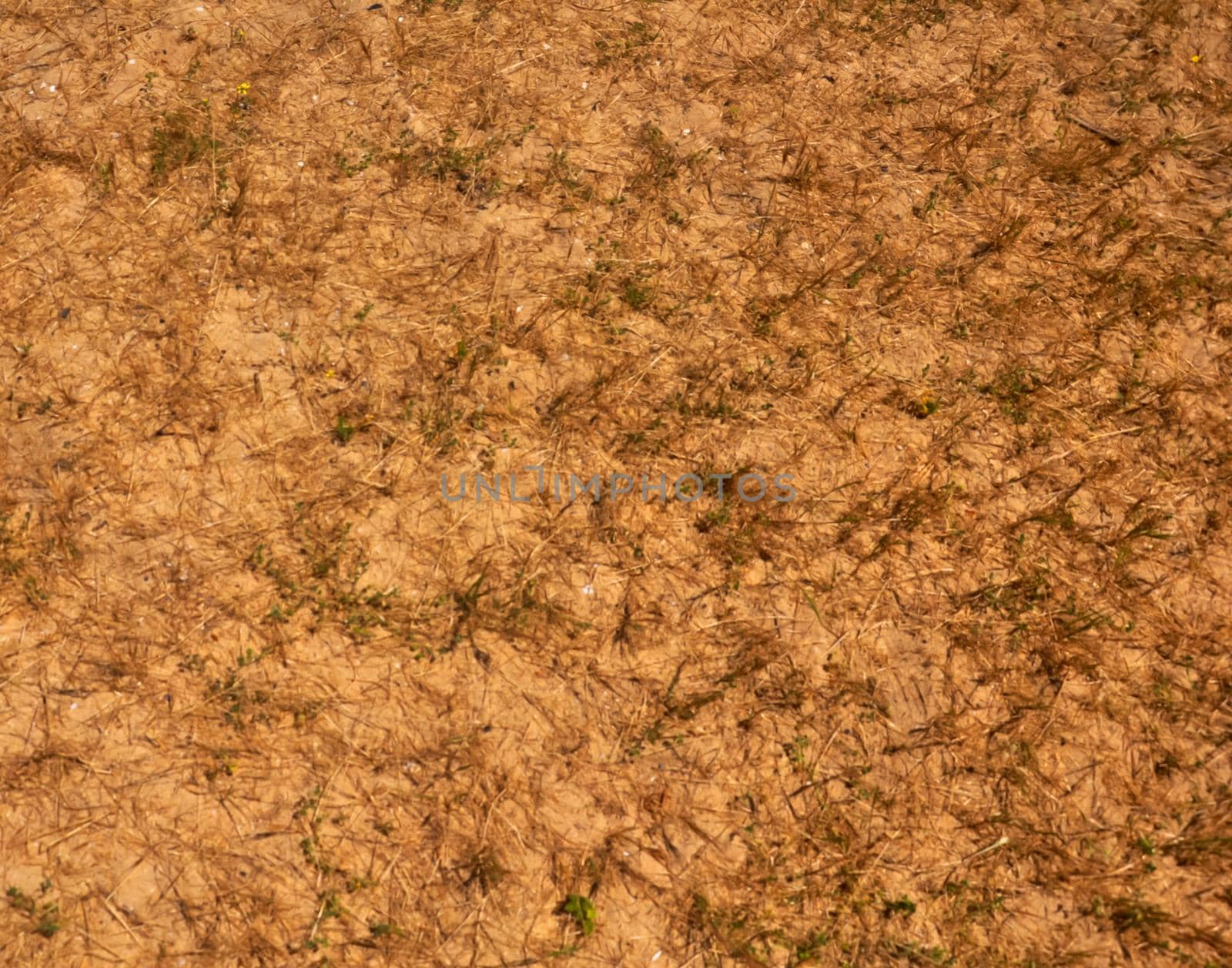 Brown desert ground with dry grey grass, morning, summer, Spain