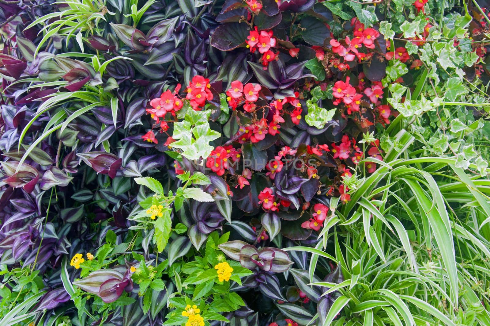 Mix of different green plants and flowers