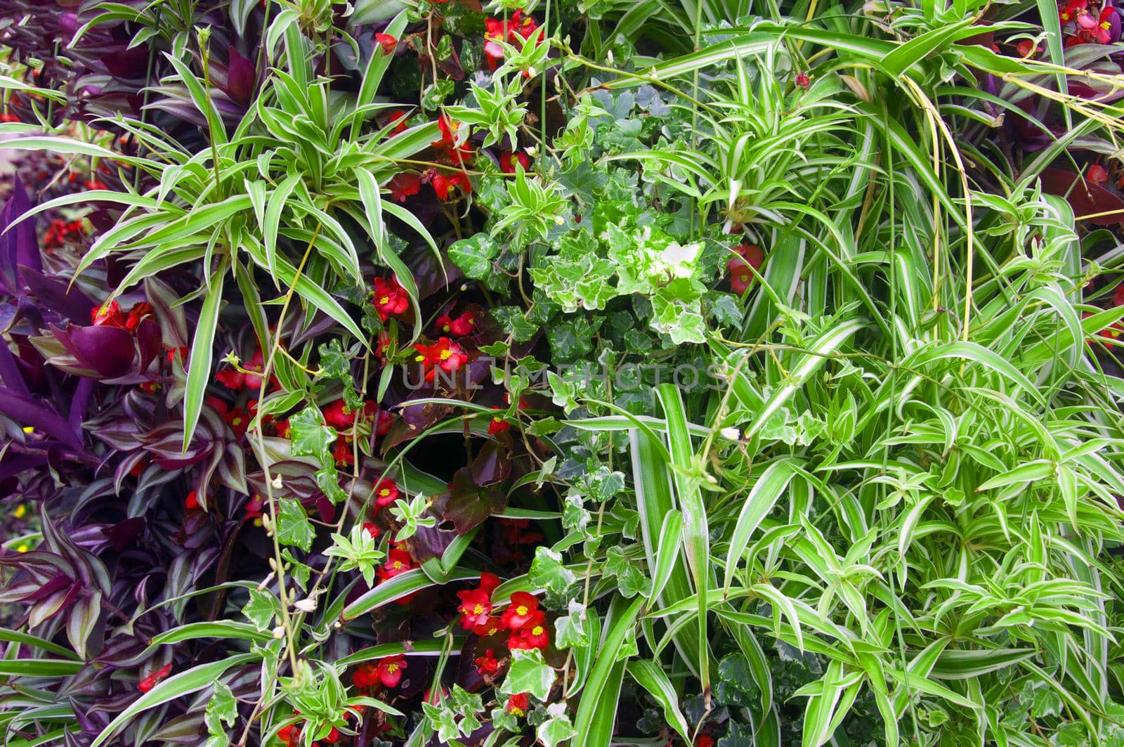 Mix of different green plants and red flowers