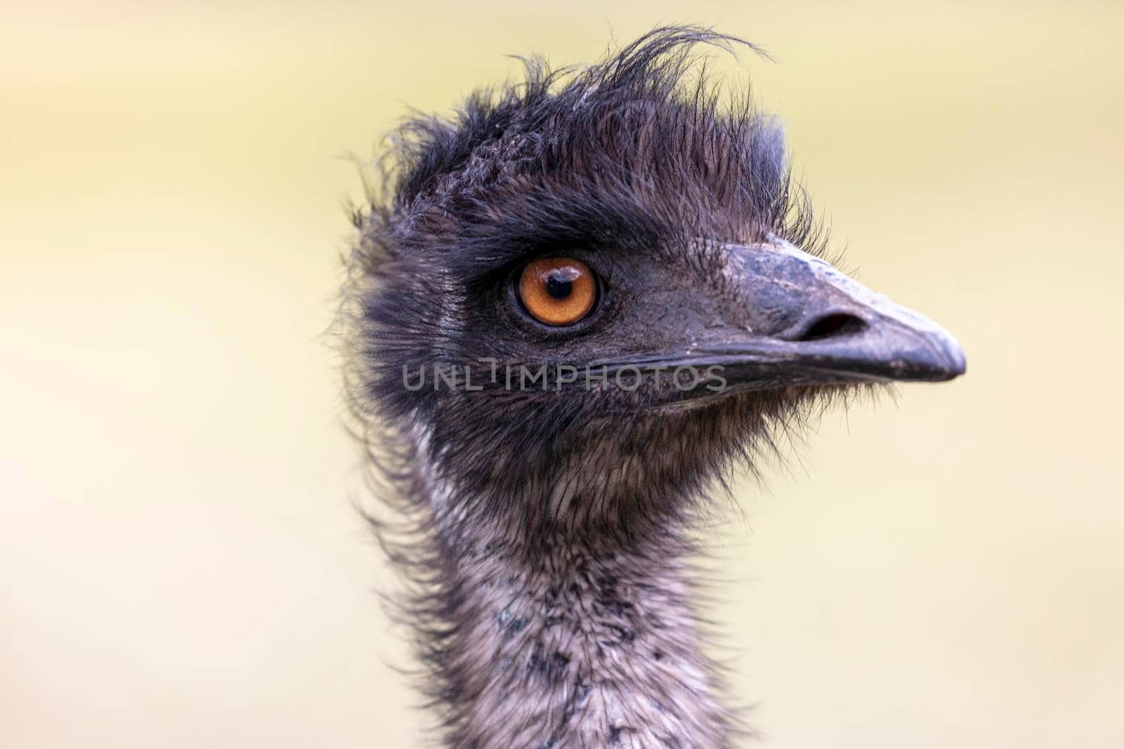 Close up portrait of the head of an Australian Emu in regional Australia by WittkePhotos