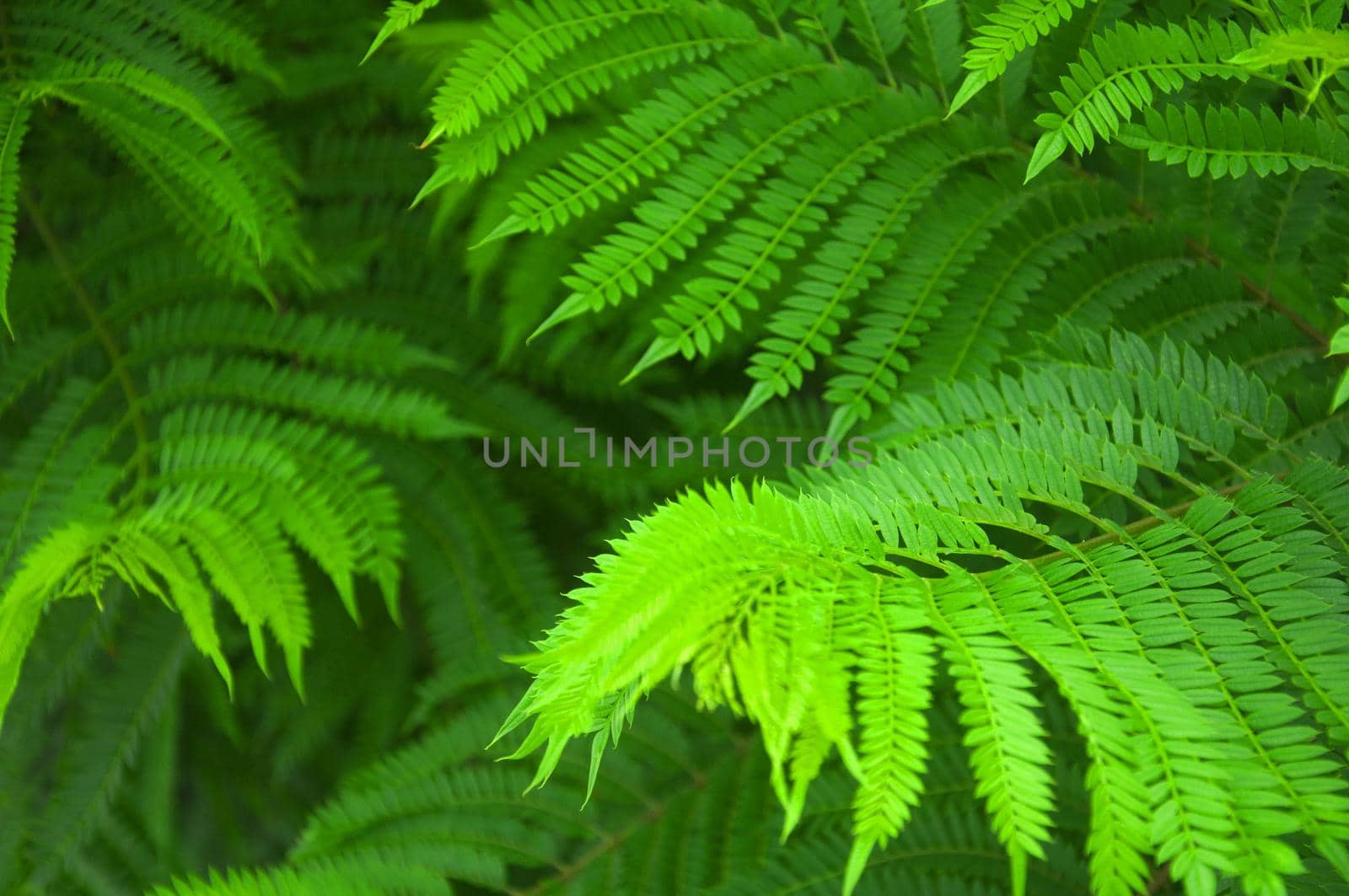 Green fern bushes in the forest, macro, summer by Bezdnatm