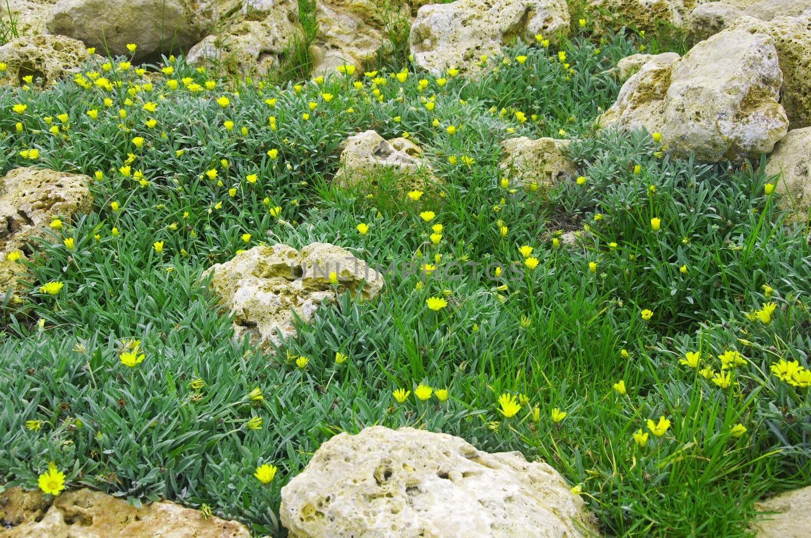 Green grass with yellow flowers and white stones, summer