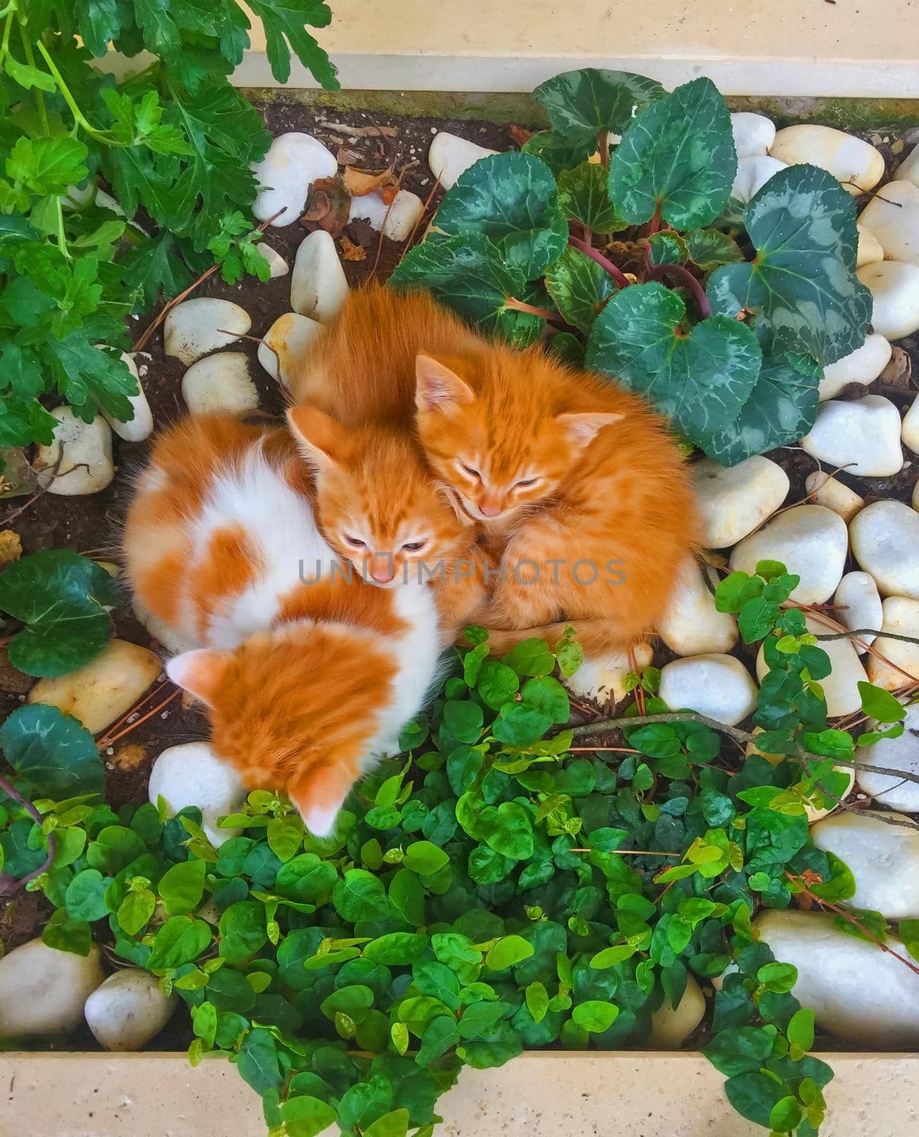 Three ginger kittens sleep together in the garden, summer, Spain.