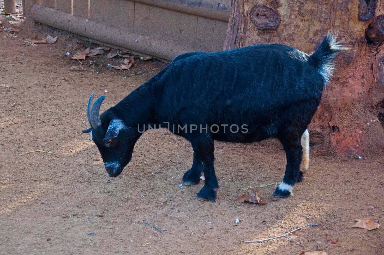 Black goat looking for the food by Bezdnatm