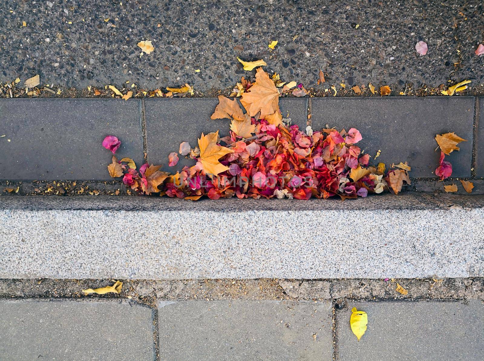 Autumn leaves and flowers near the curb of the road by Bezdnatm