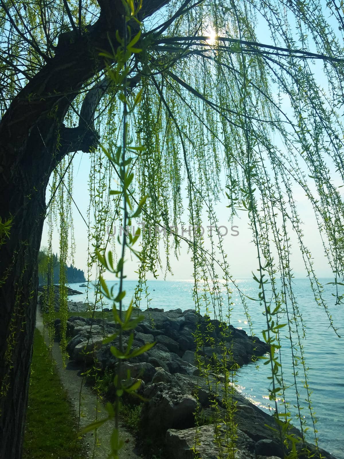 Witch willow tree in lake bank, summer, Italy