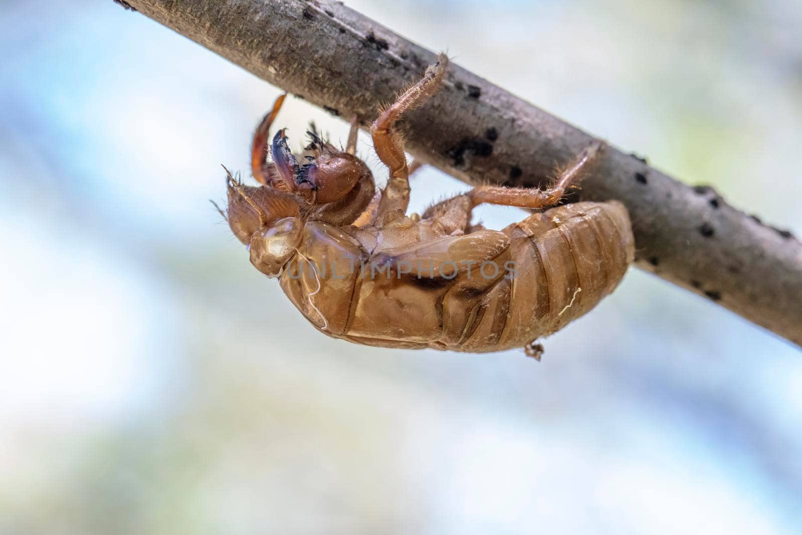 Close up view of a dead Cicada on a tree branch by WittkePhotos