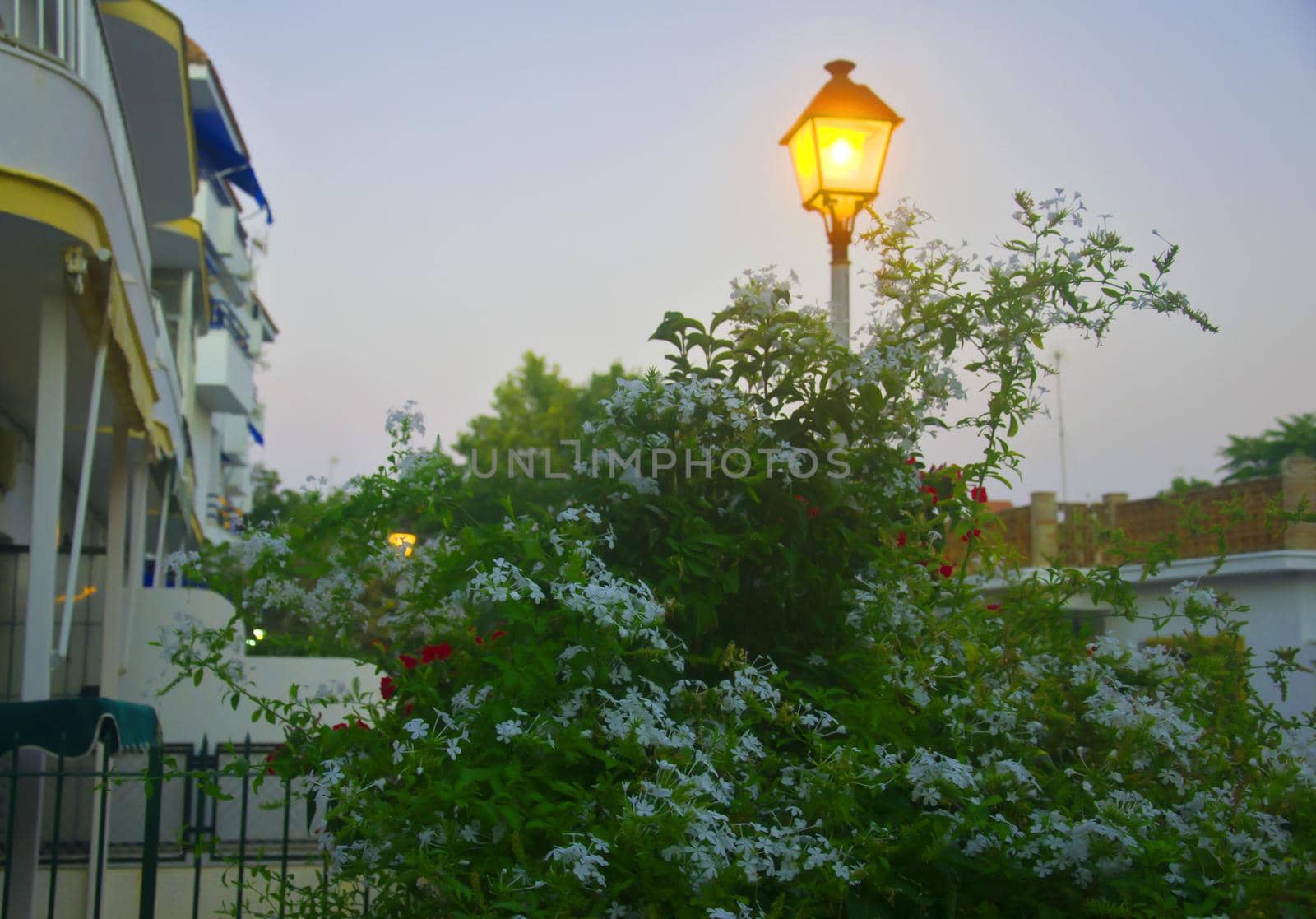 Yellow lantern behind the bush of flowers, evening time, summer