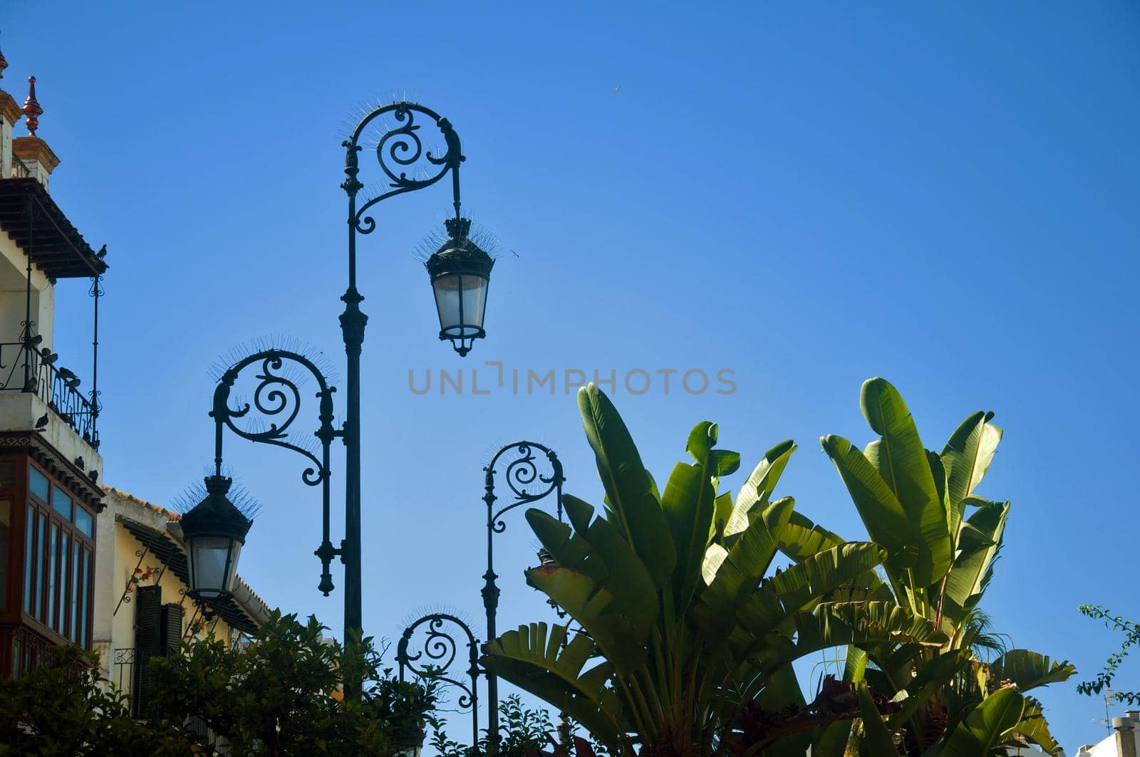 Black lanterns, palm trees on the background of blue sky