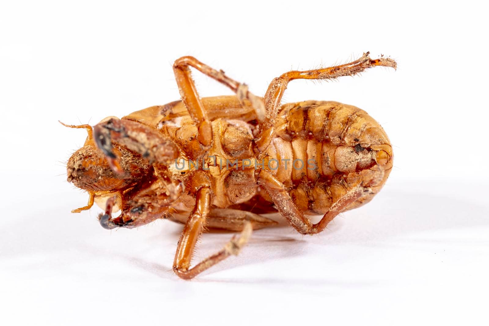 Close up view of a dead Cicada on a white background by WittkePhotos