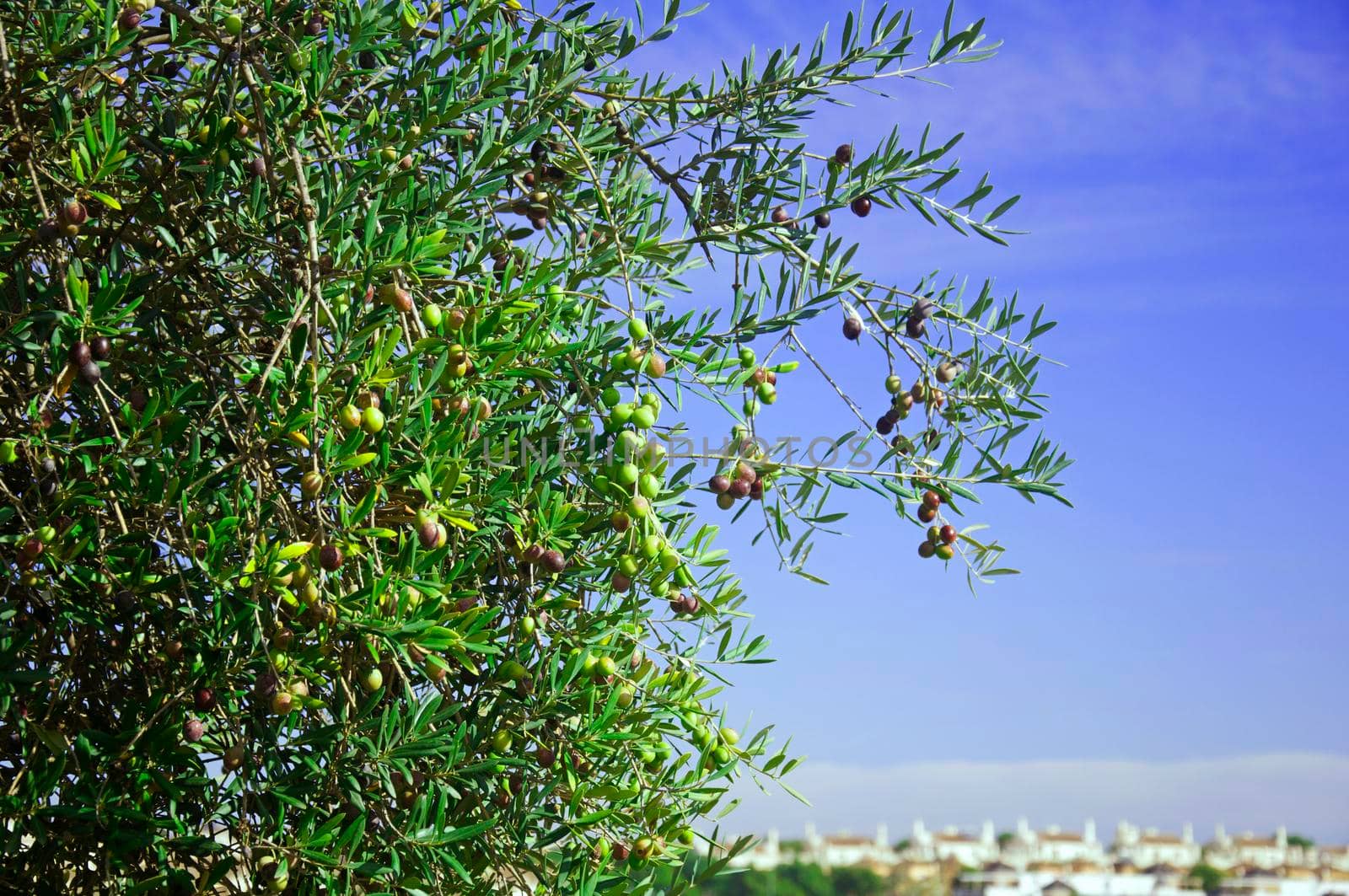 Olive tree with black and green olives with city background, autumn