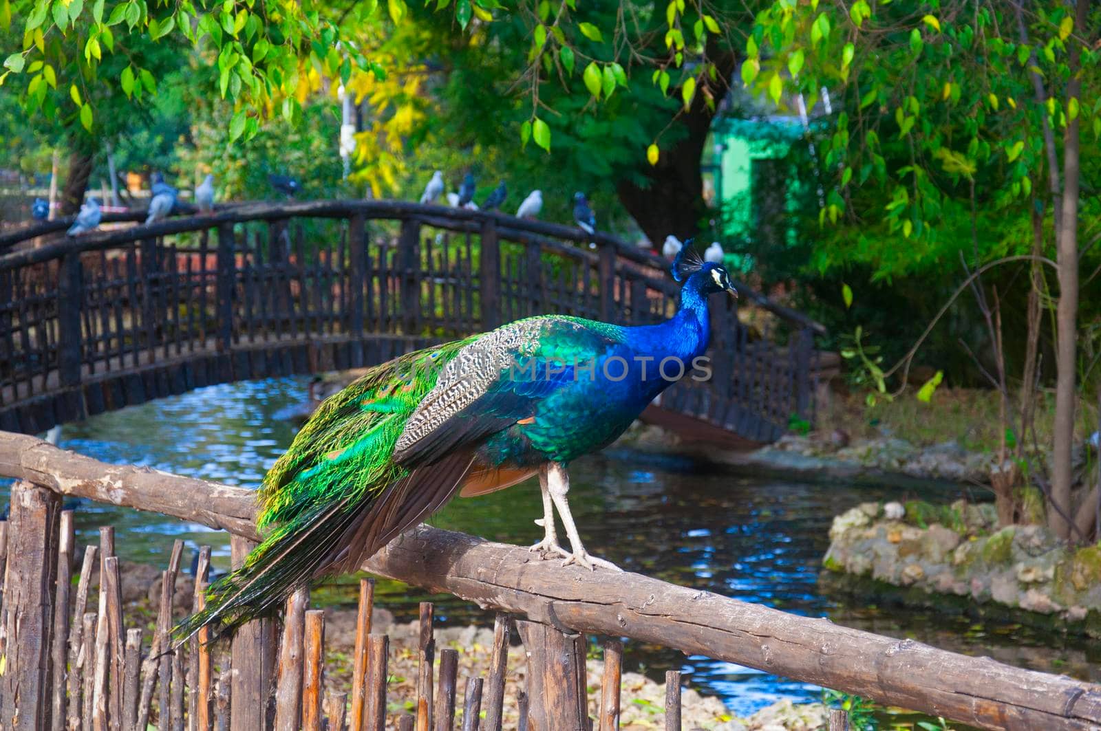 Peacock sitting on the fence with the river background, autumn