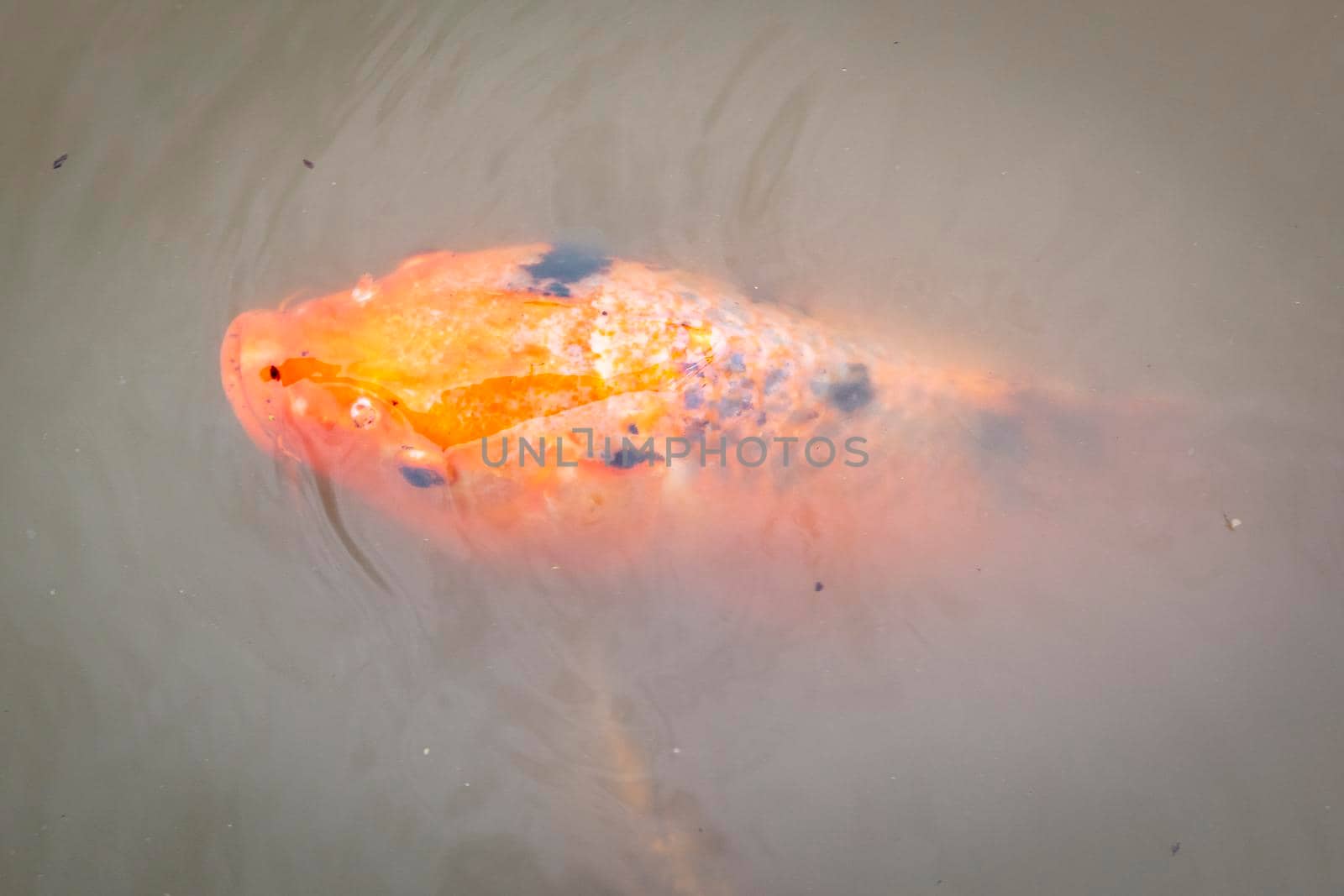 Koi fish swimming in a small pond in regional Australia