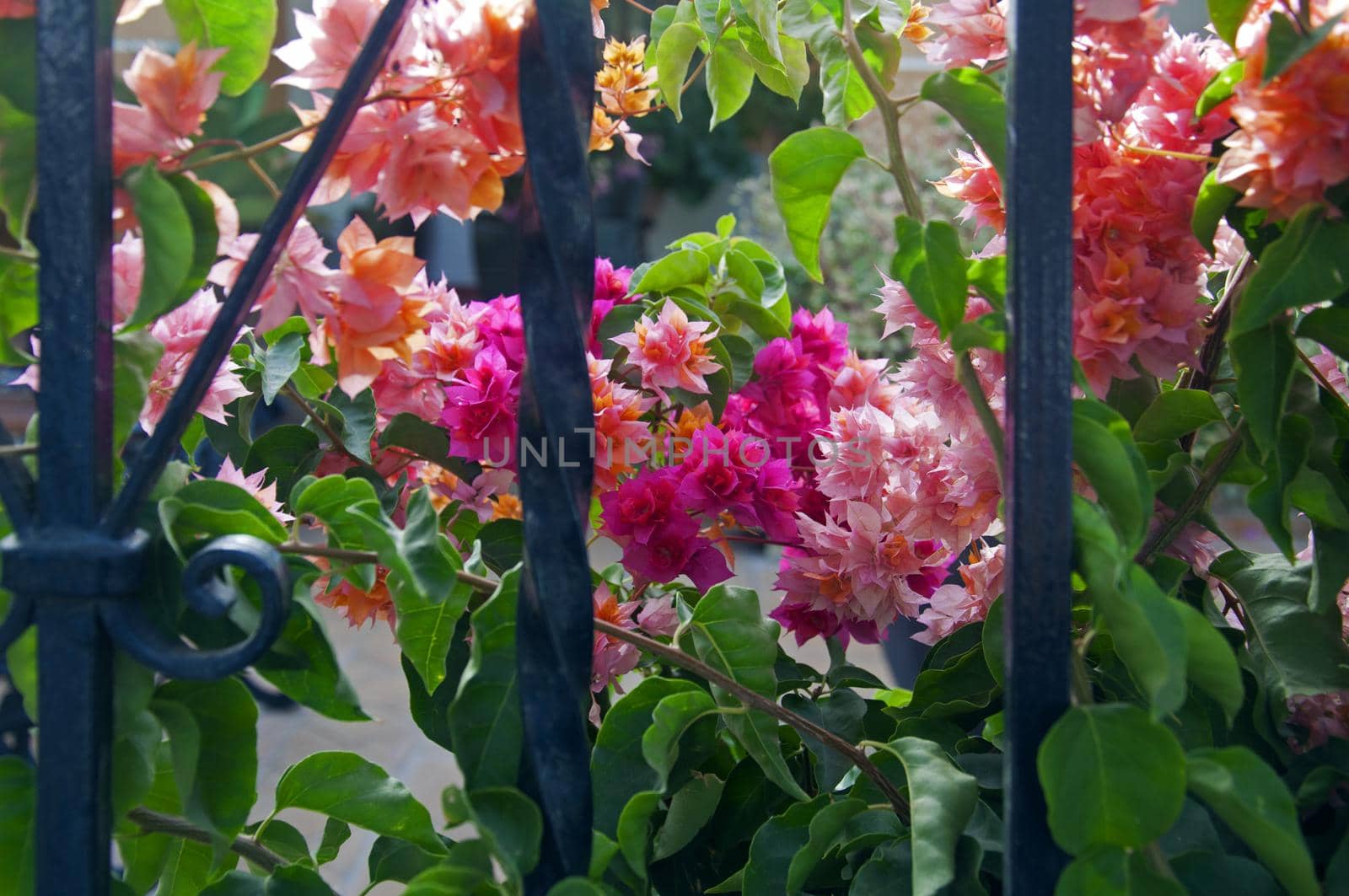 Pink and purple flovers behind the iron fence, summer