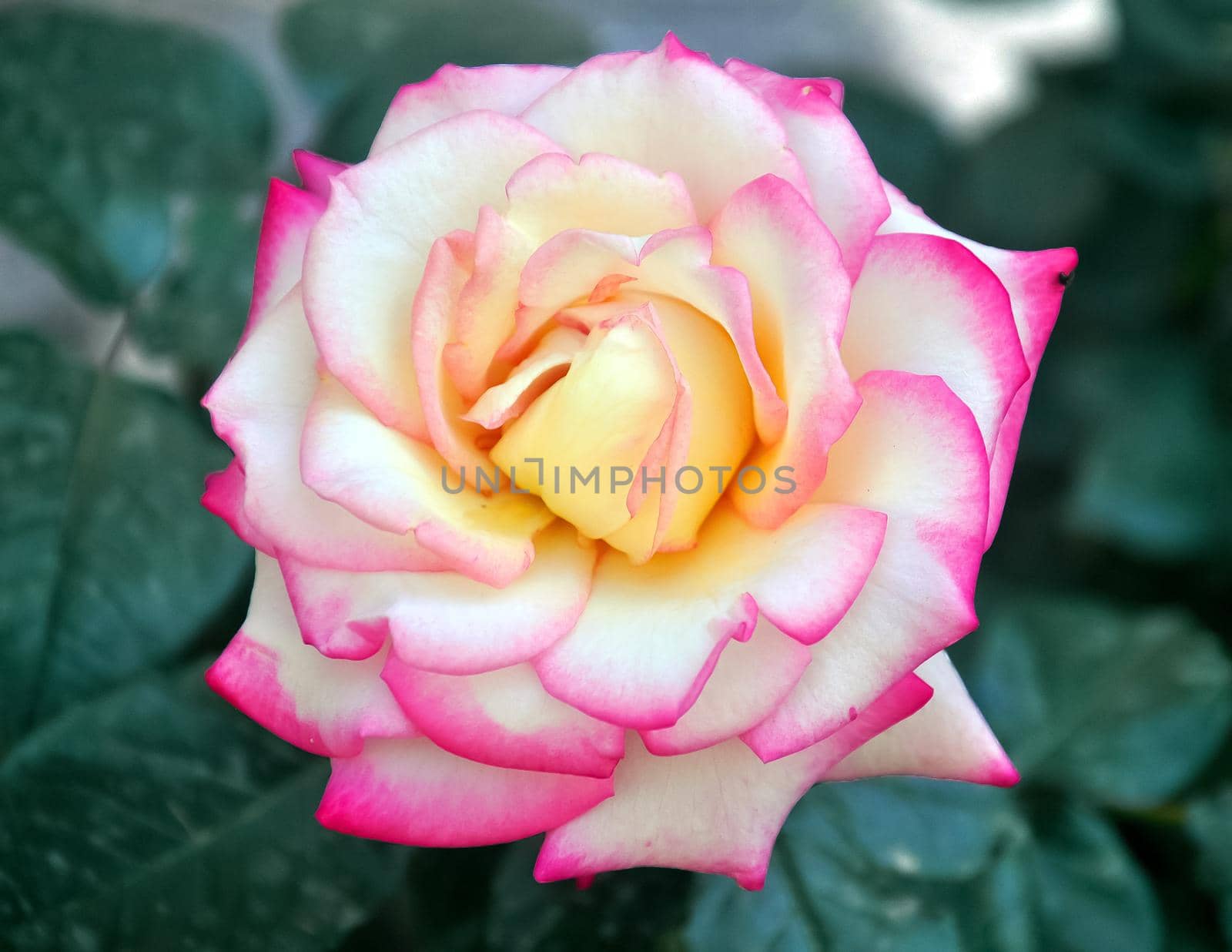 Beautiful delicate pink rose with yellow core by Bezdnatm