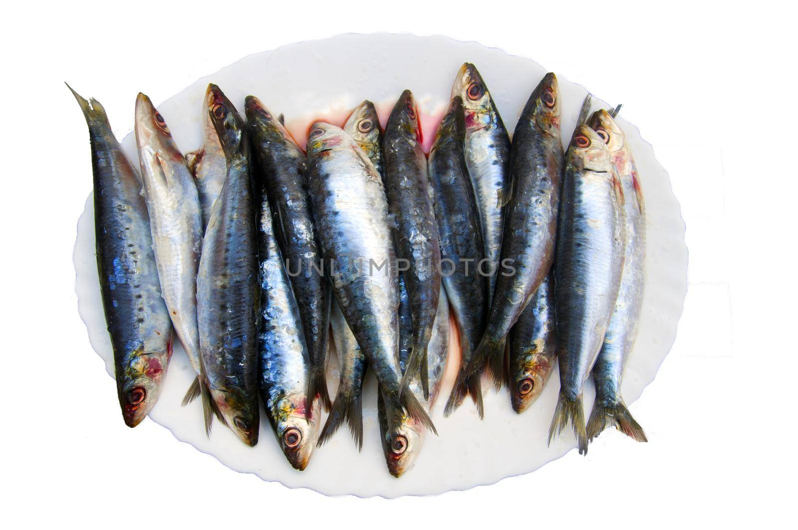 Fresh sardines fish on the white plate, isolated, top view