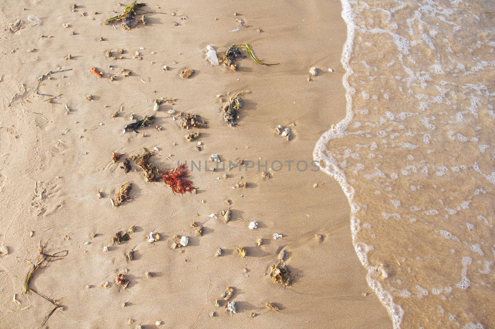 Sea shore with shells, rocks and water plants, summer, Spain