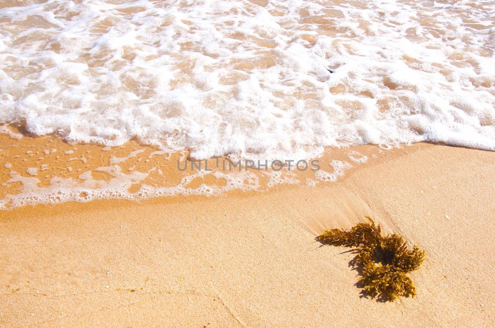 Brown seaweed and waves on the ocean shore, summer, Portugal