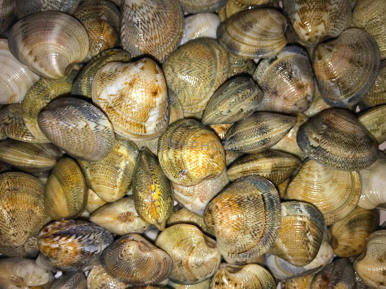 Big quantity of brown seashells, close view
