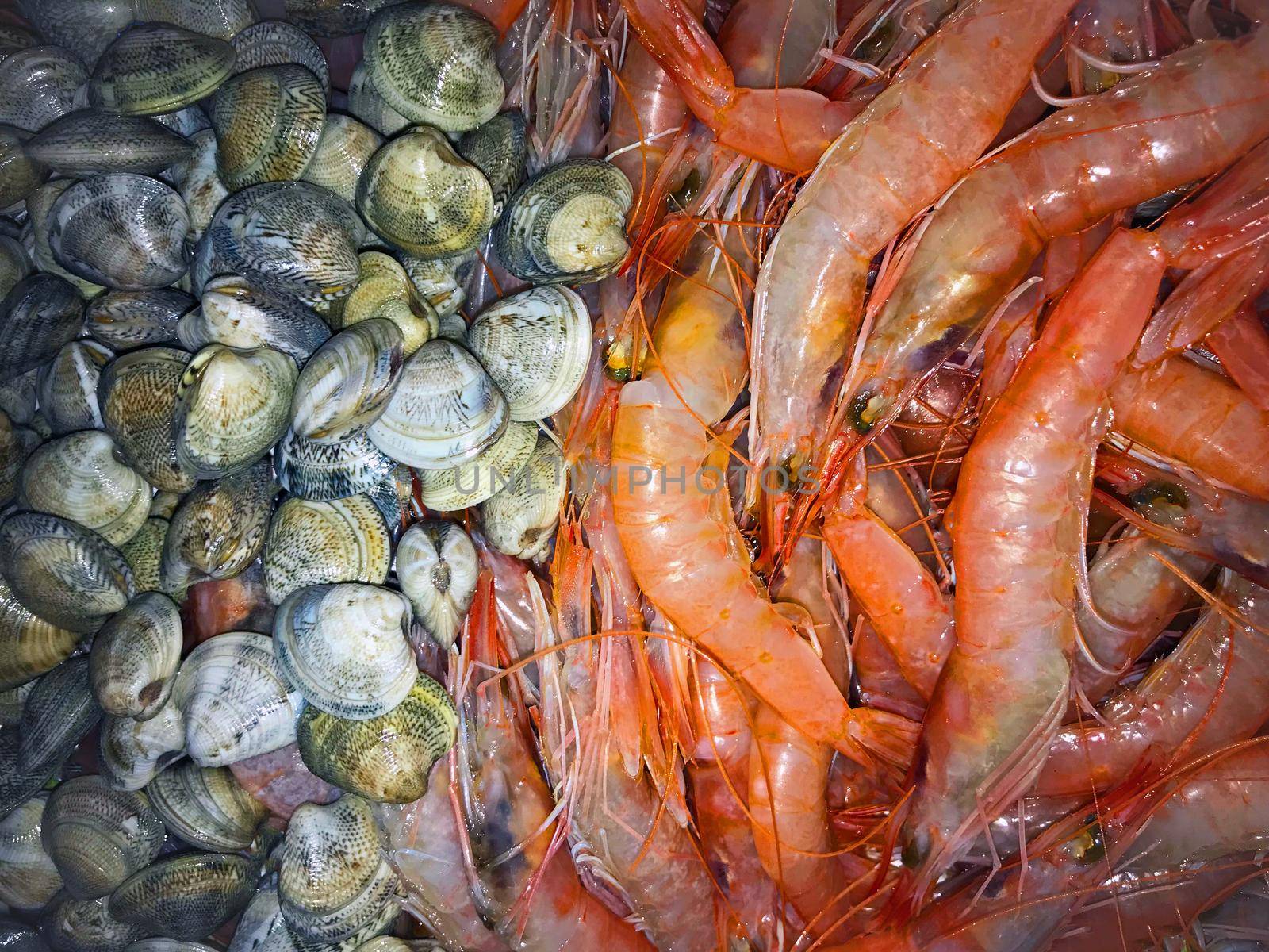 Red big shrimps and grey seashells, macro