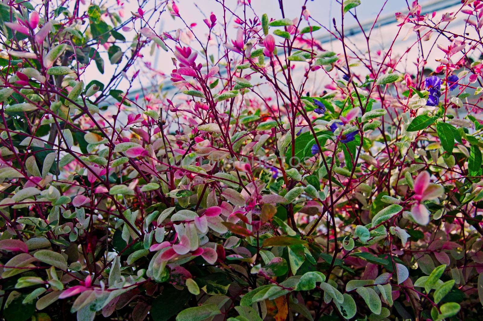 Bushes of plant with green and pink small leaves, summer time