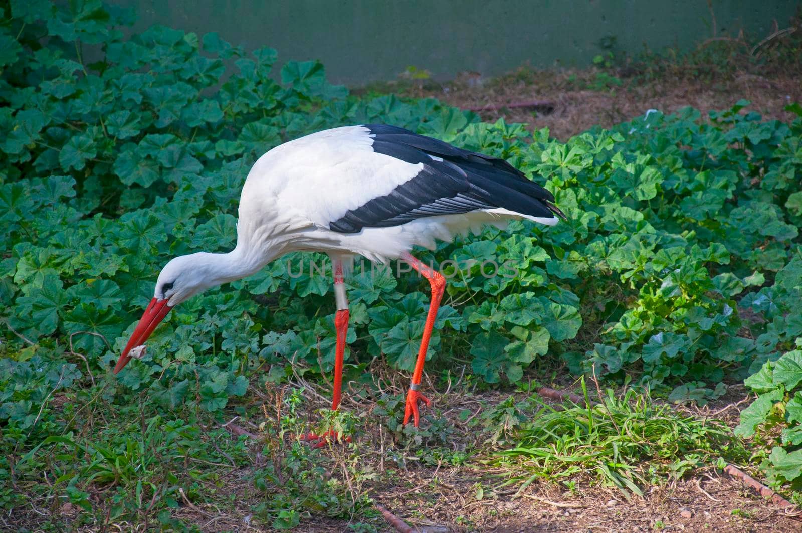White stork looking for the food, autumn