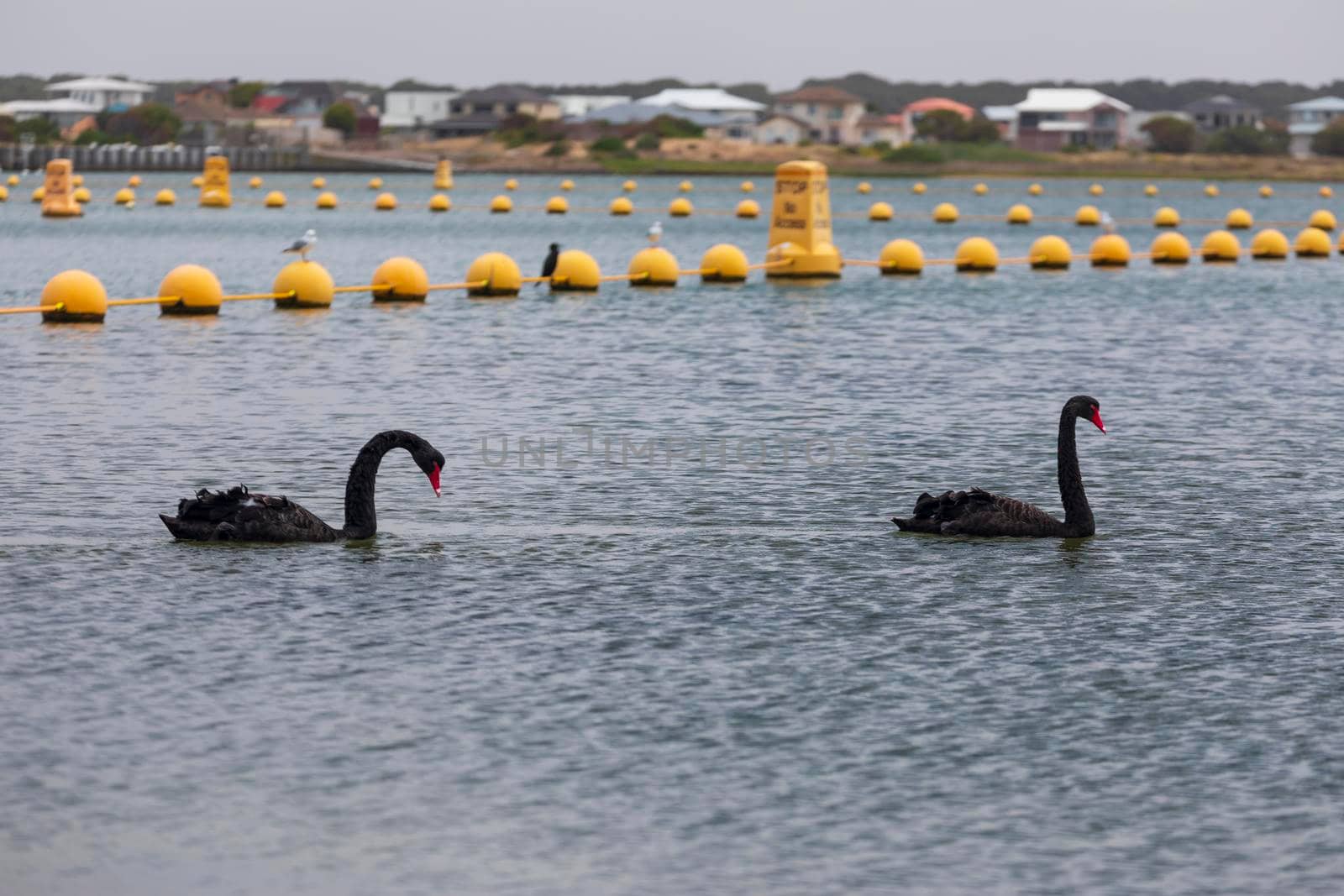 Two black swans paddling in a large estuary near the mouth of the River Murray in Goolwa by WittkePhotos