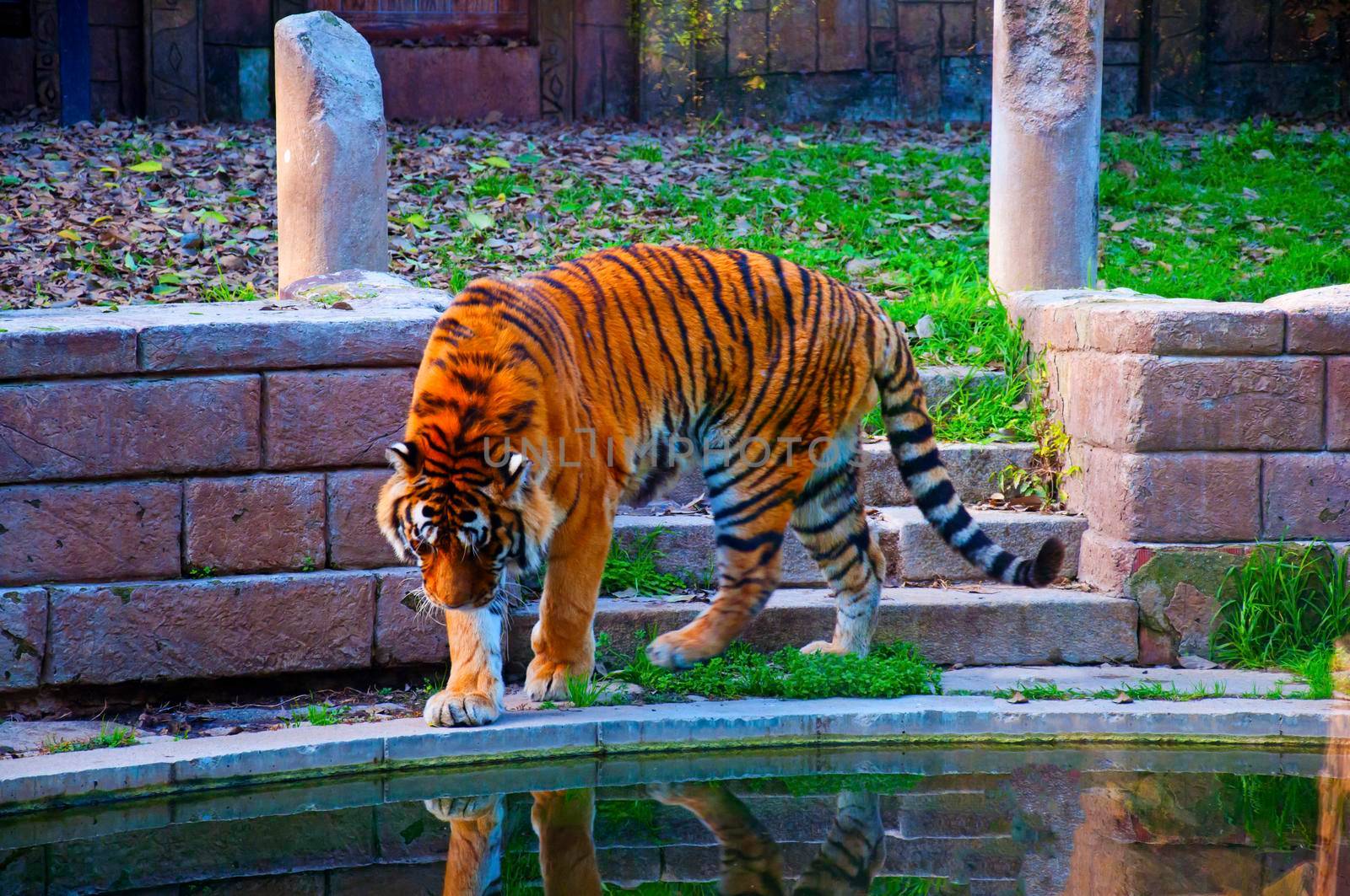 Big tiger near the pond, autumn, Spain