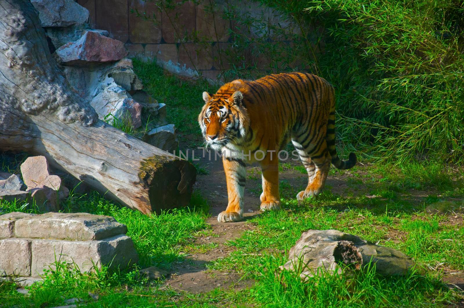 Big tiger walking, green background with bricks and dry wood, autumn