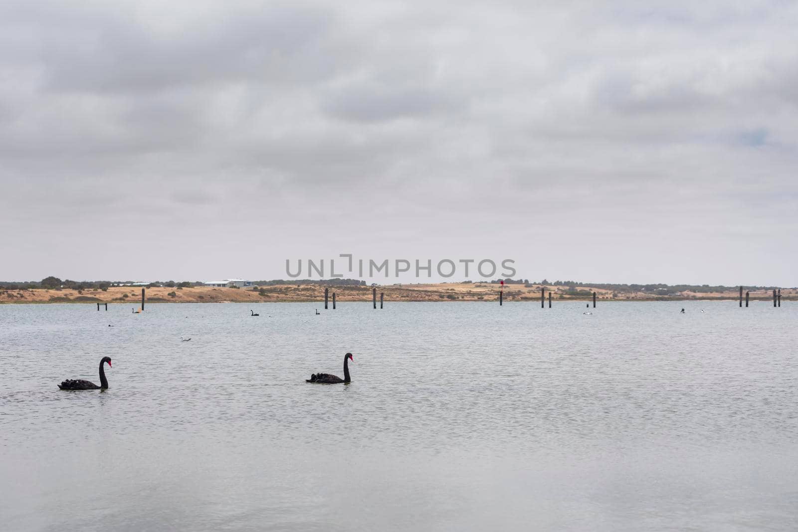 Two black swans paddling in a large estuary near the mouth of the River Murray in Goolwa